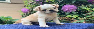 Duke 