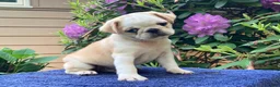 Pug dogs for sale: Duke  - Ad 1