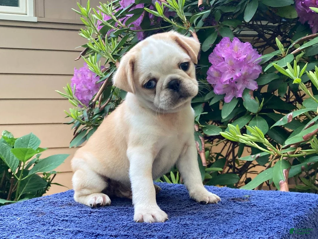 Pug dogs for sale: Duke  - Ad 1