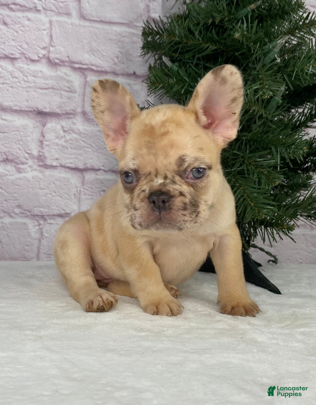 French Bulldog dogs for sale: April - Ad 4