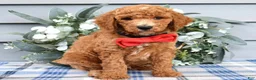 Standard Poodle dogs for sale: Rio - Ad 7