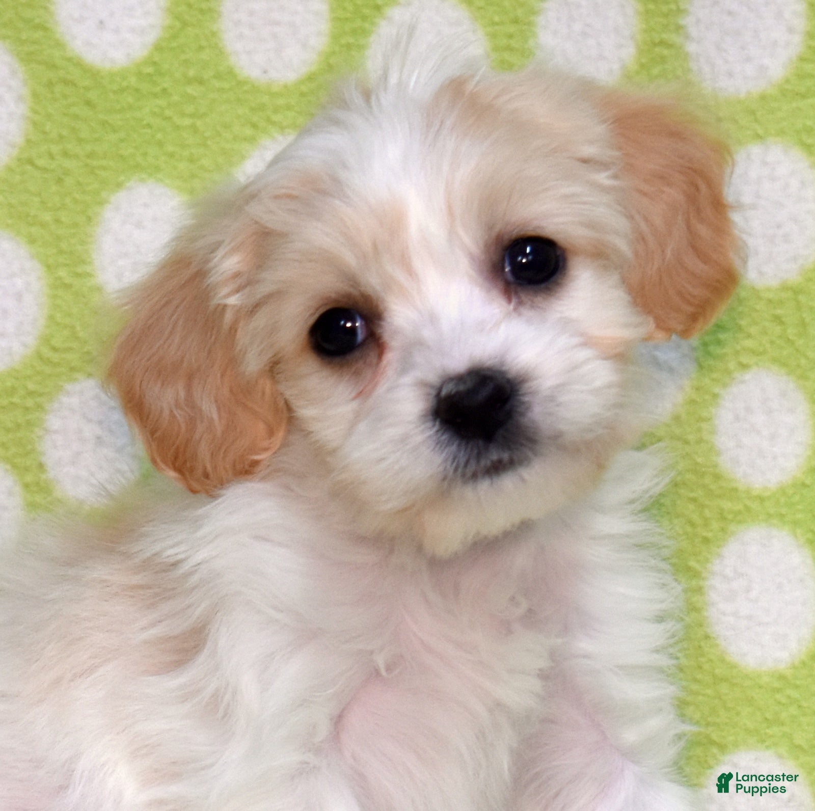 Cavachon dogs Nala - Ad 1