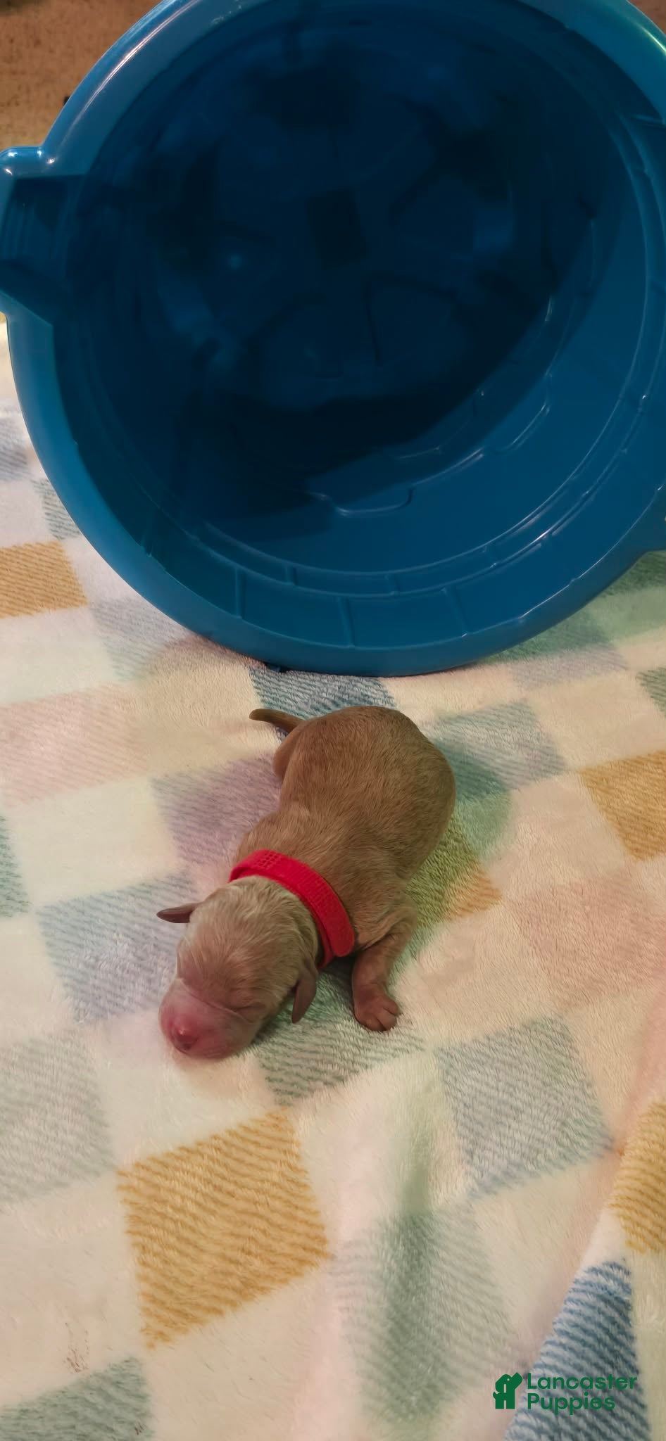 Mini Goldendoodle dogs for sale: daisy  - Ad 4