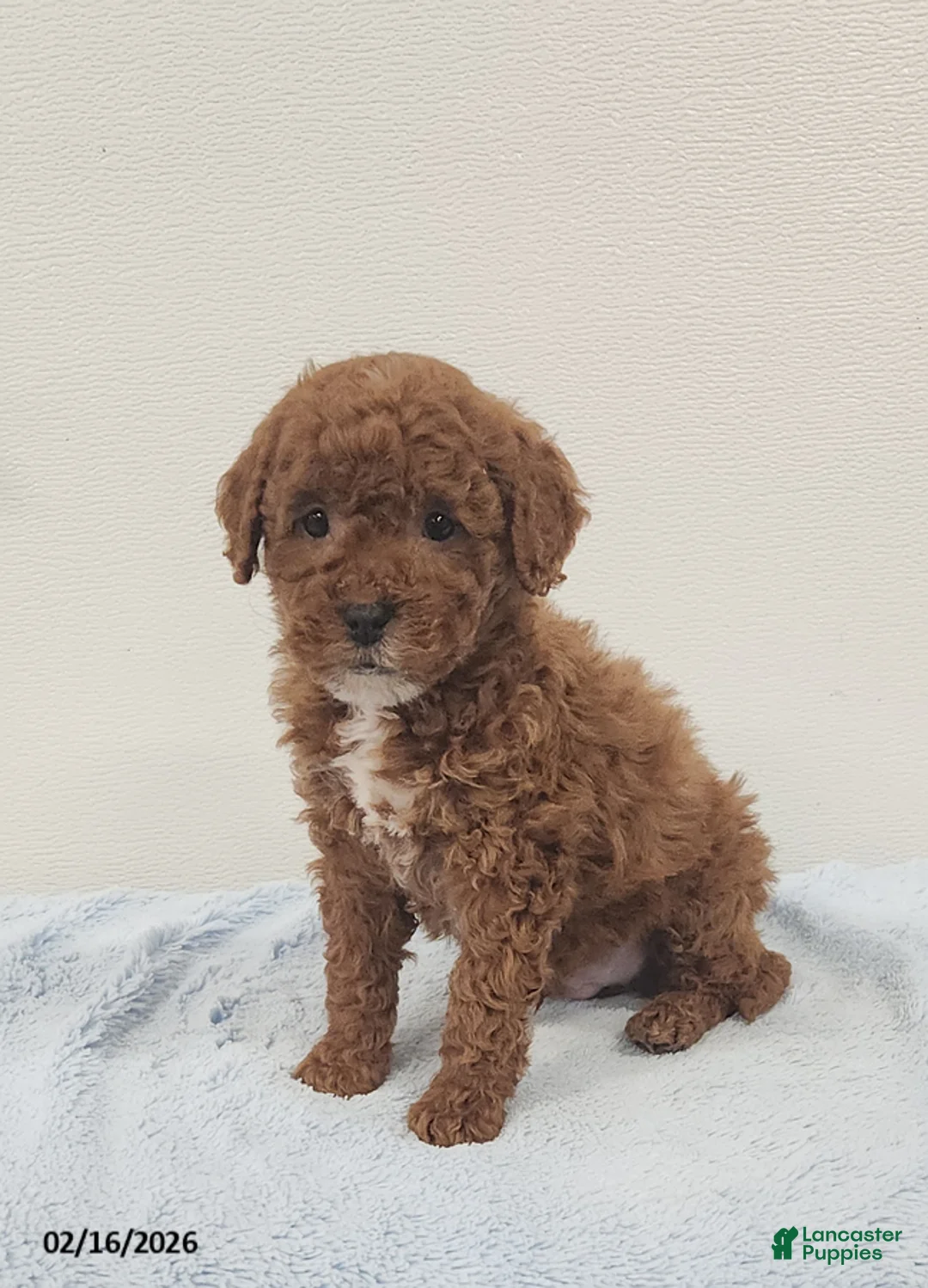 Mini Goldendoodle dogs for sale: Rocky - Ad 12