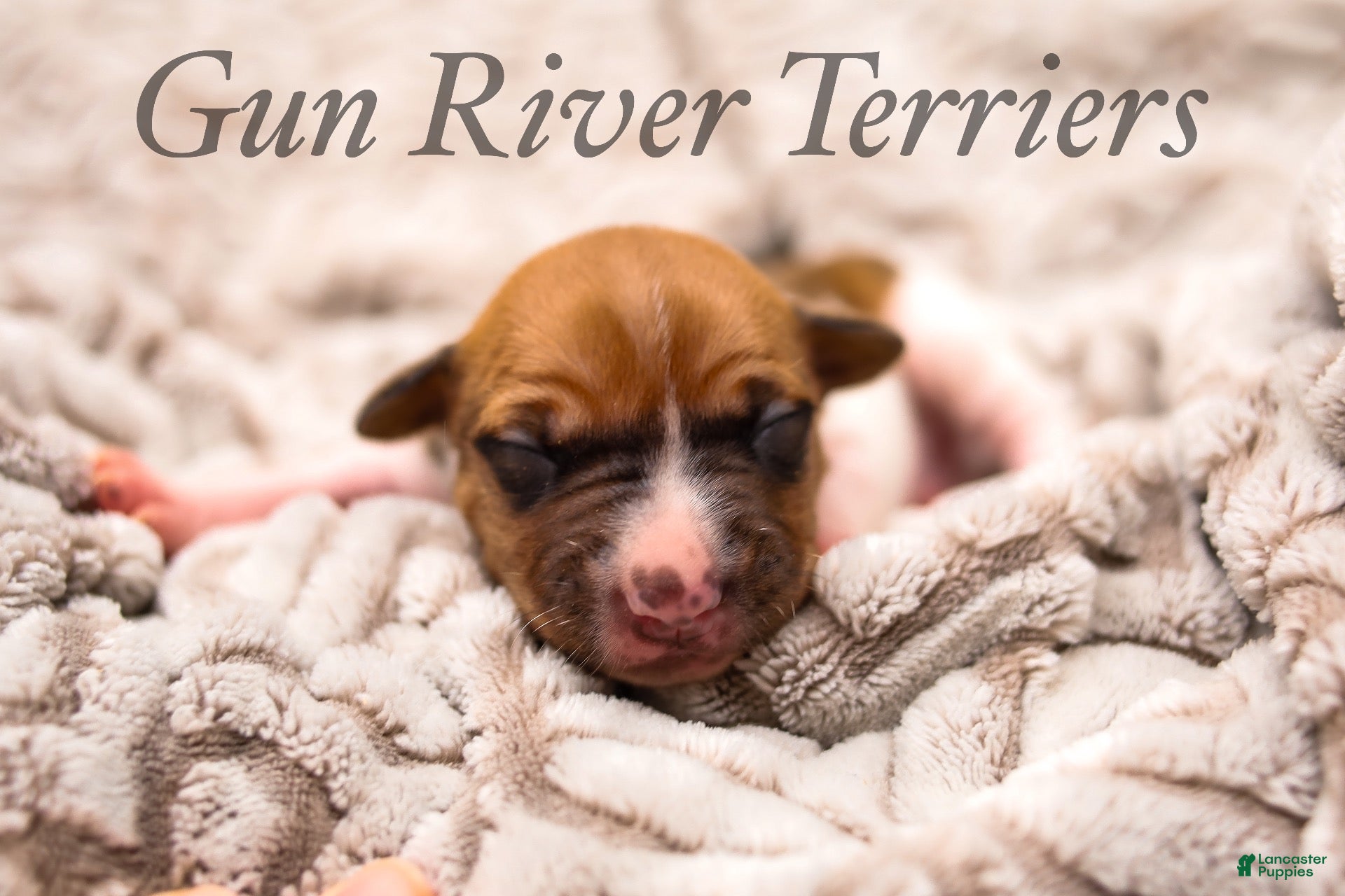 Rat Terrier