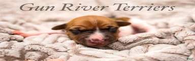 Rat Terrier 1