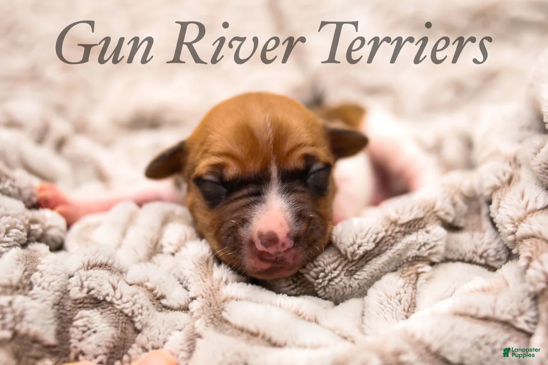 Rat Terrier dogs for sale: Rat Terrier 1 - Ad 1