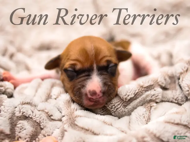 Rat Terrier dogs for sale: Rat Terrier 1 - Ad 1