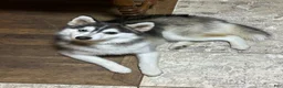 Pomsky dogs for sale: Sev - Ad 8