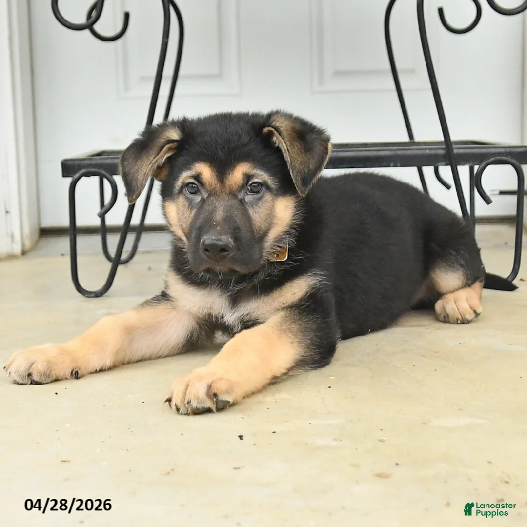 German Shepherd dogs for sale: Dylan - Ad 3