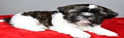 Shih Tzu dogs for sale: Roscoe - Ad 10