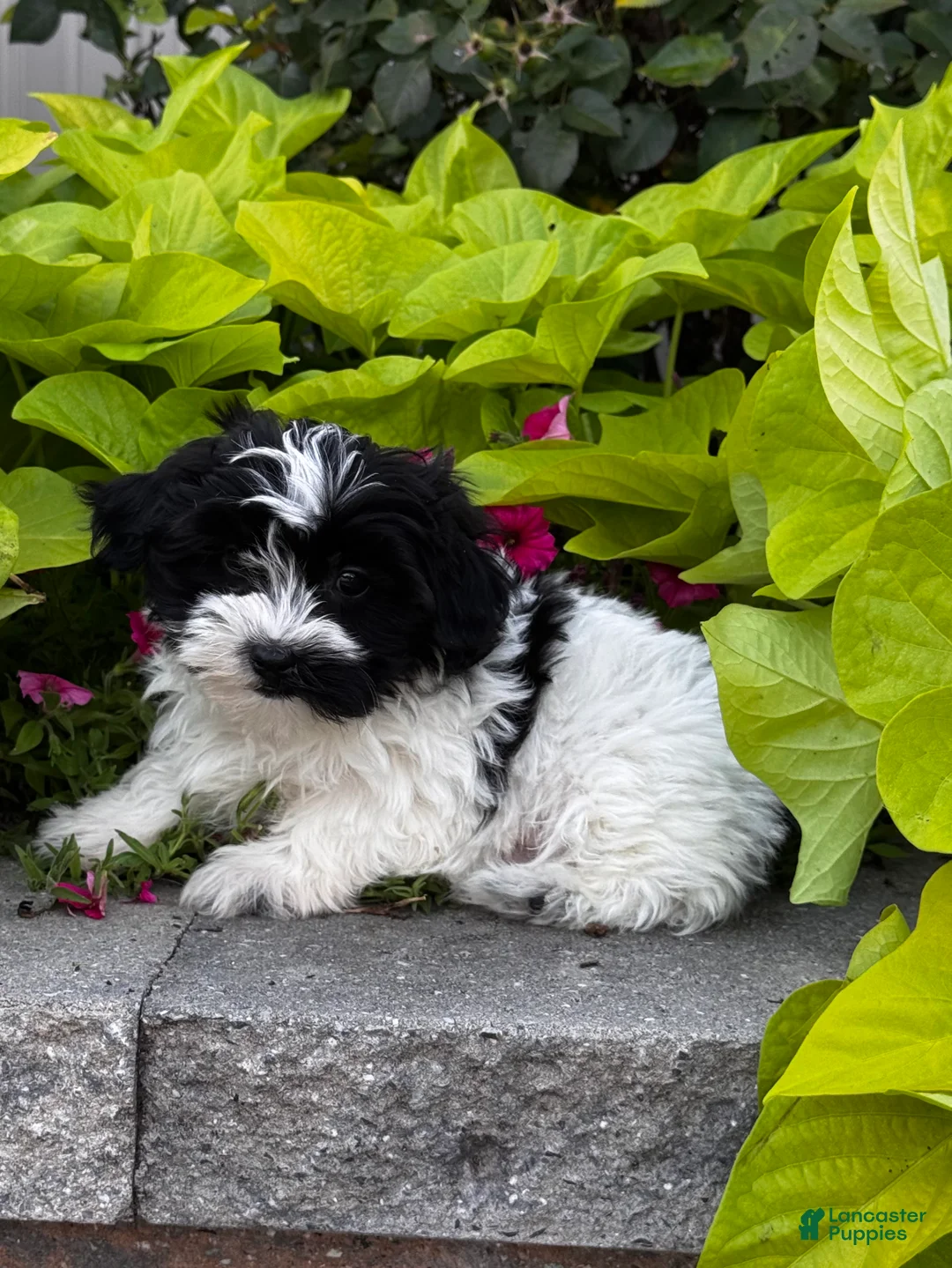 Mixed Breed dogs for sale: Stormy🐾 - Ad 1