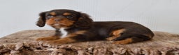 Cavalier King Charles Spaniel dogs for sale: Dahlia - Ad 2