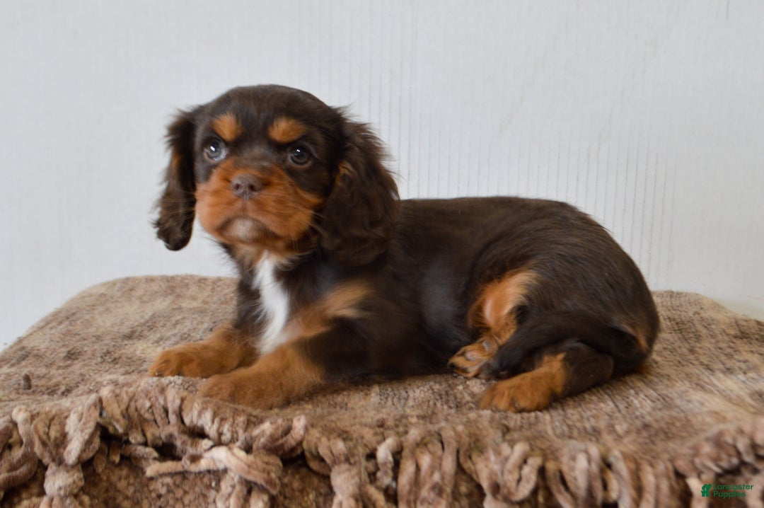 Cavalier King Charles Spaniel dogs for sale: Dahlia - Ad 2