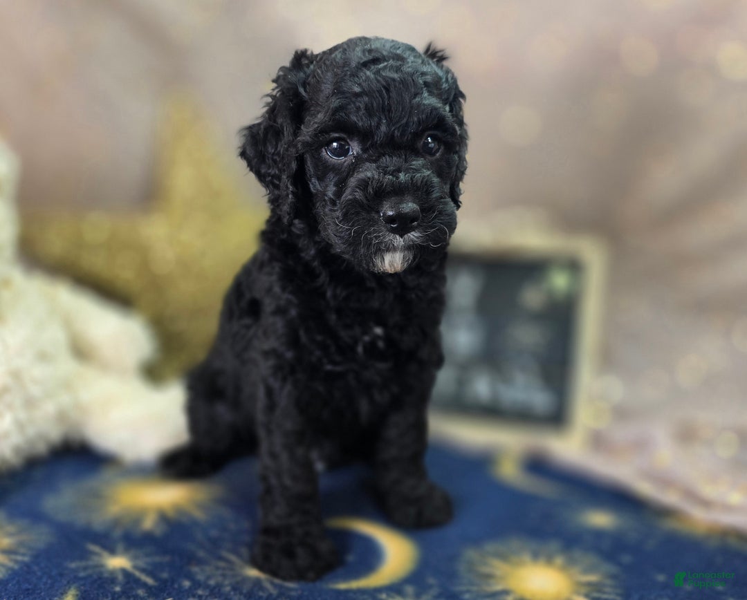 Cockapoo dogs for sale: Crescent - Ad 17