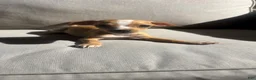 Chihuahua dogs for sale: Spencer  - Ad 2