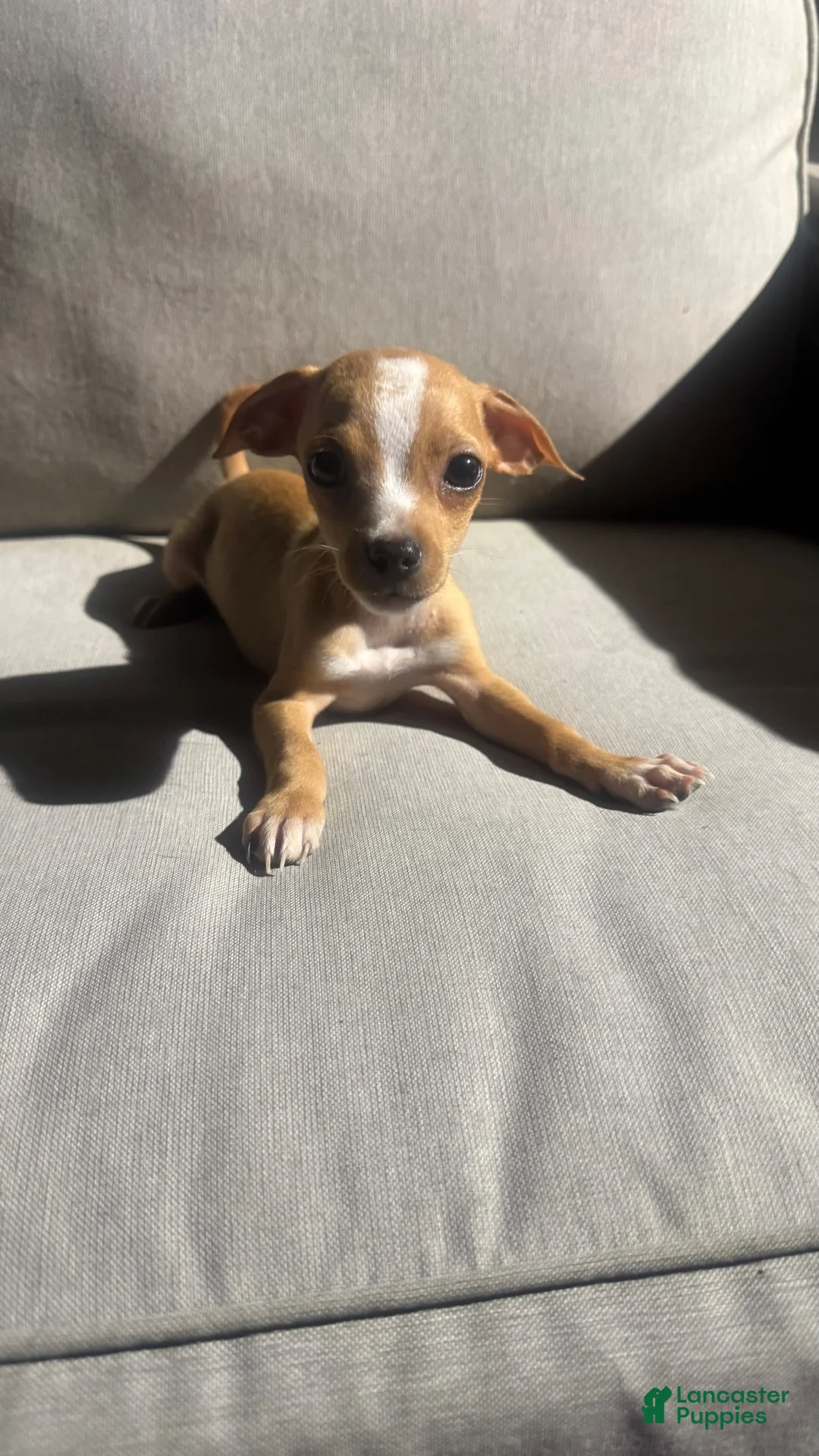 Chihuahua dogs for sale: Spencer  - Ad 2