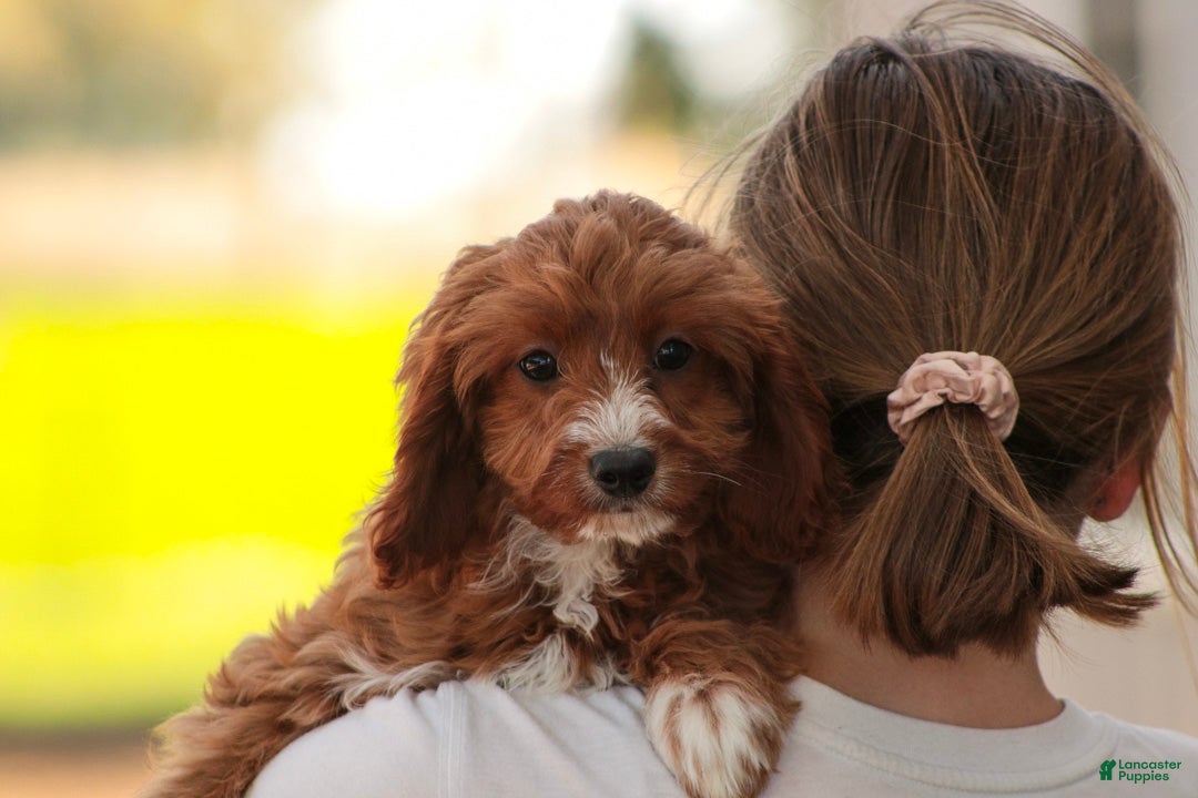 Cavapoo dogs Avery Cavapoo  - Ad 1