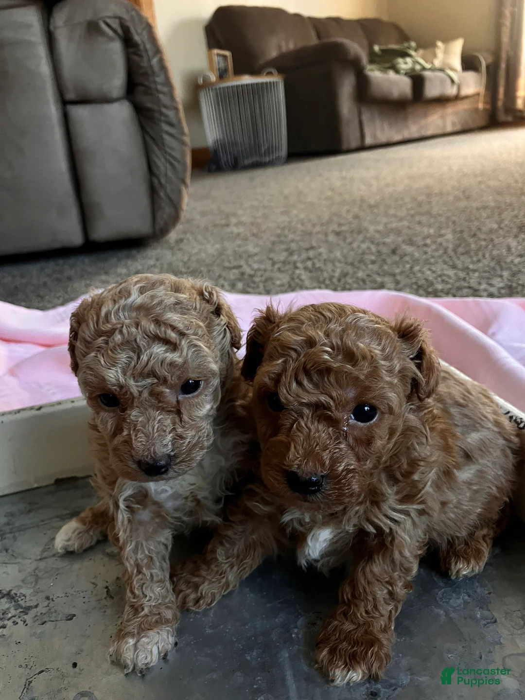 Toy Poodle dogs for sale: LITTLE ARCHIE - Ad 16