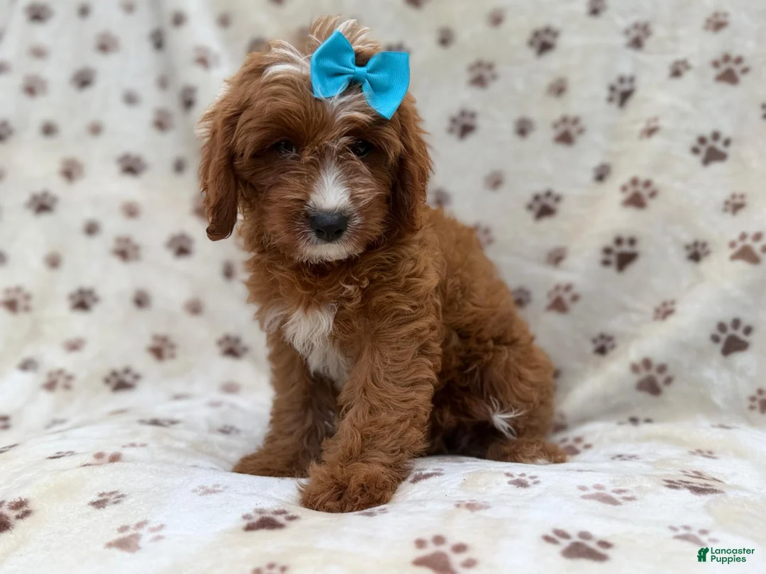 Cavapoo dogs for sale: Bailey - Ad 8