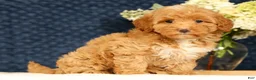 Havapoo dogs for sale: Hazel - Ad 3