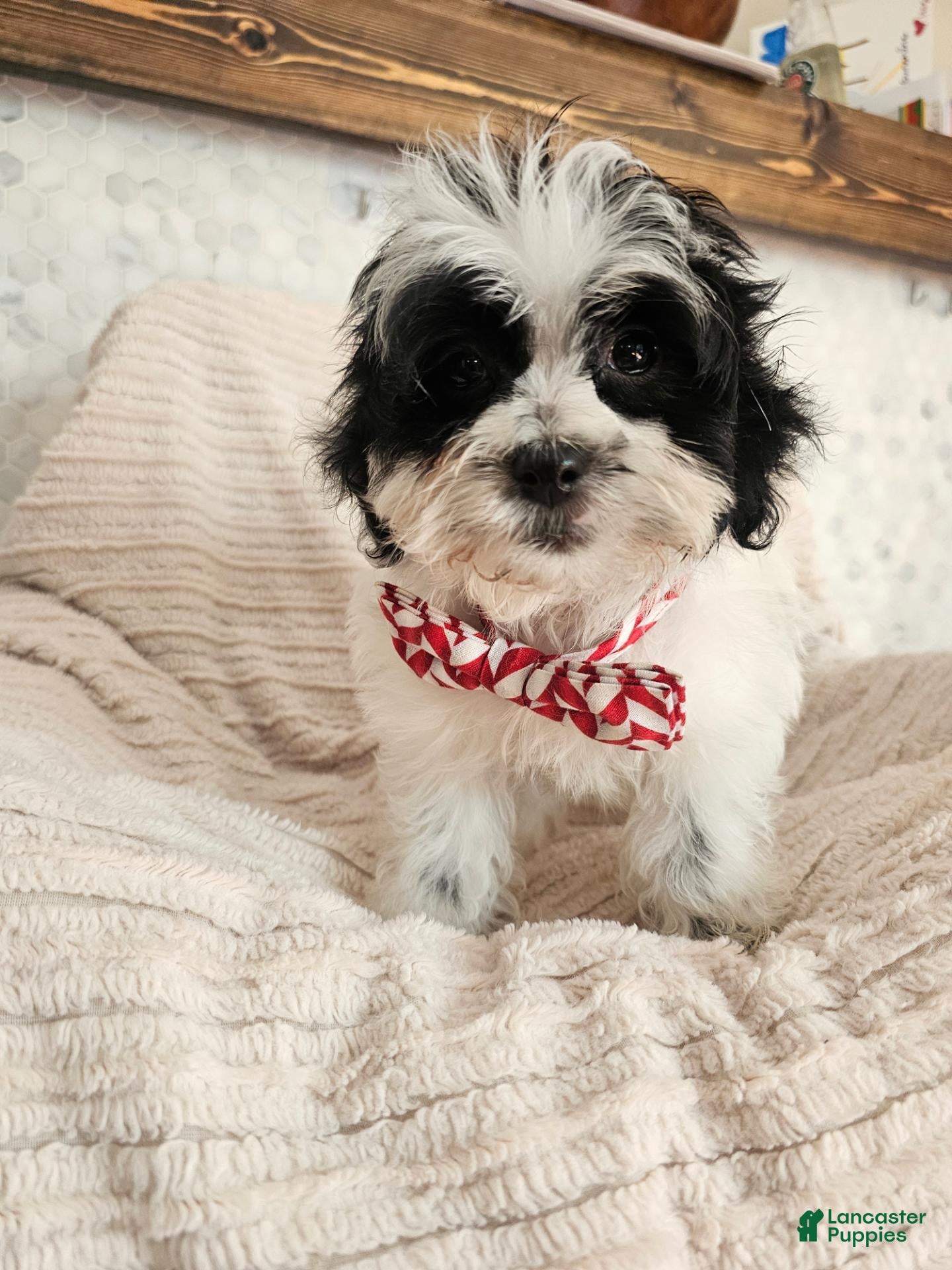 Shihpoo dogs Beau - Ad 12