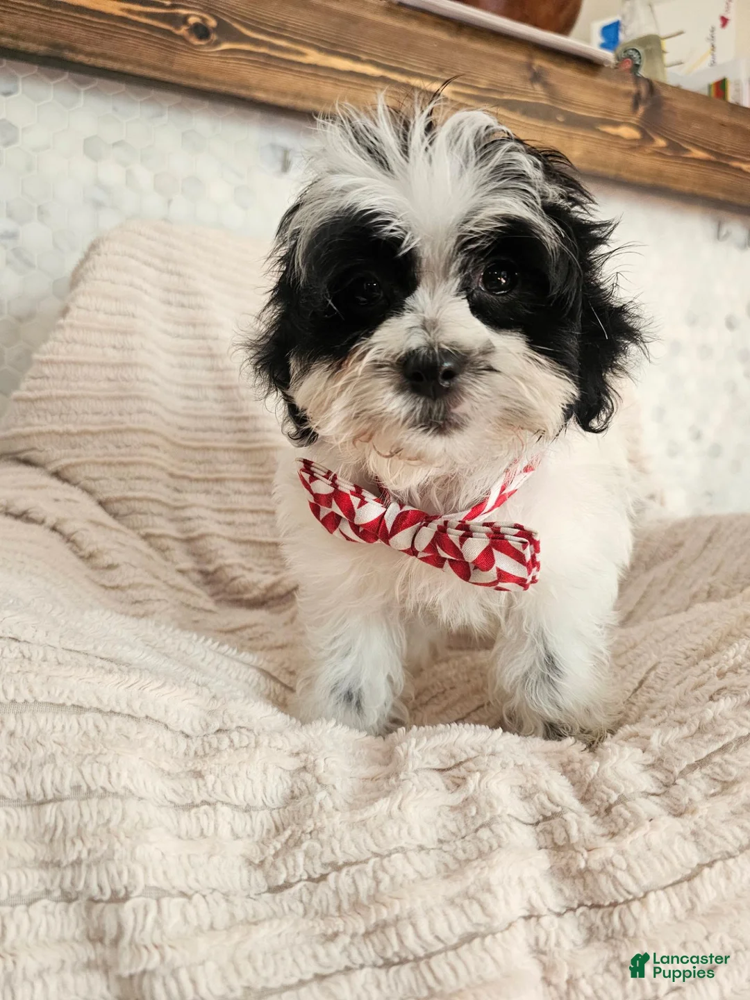 Shihpoo dogs for sale: Beau - Ad 1