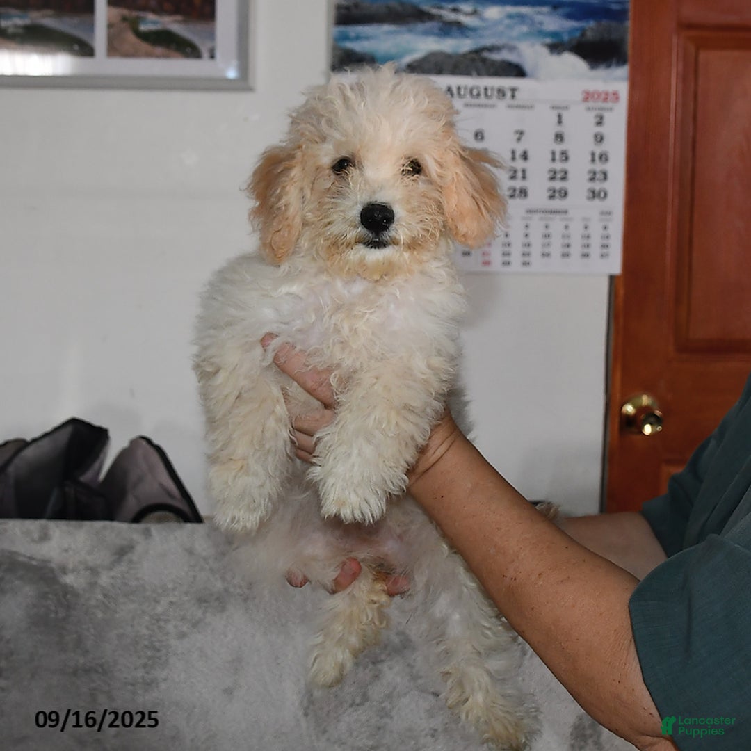 Bichpoo dogs for sale: Cinderella - Ad 20