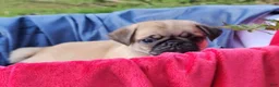 Pug dogs for sale: CinnaBear - Ad 3