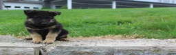 German Shepherd dogs for sale: Eddy  - Ad 2