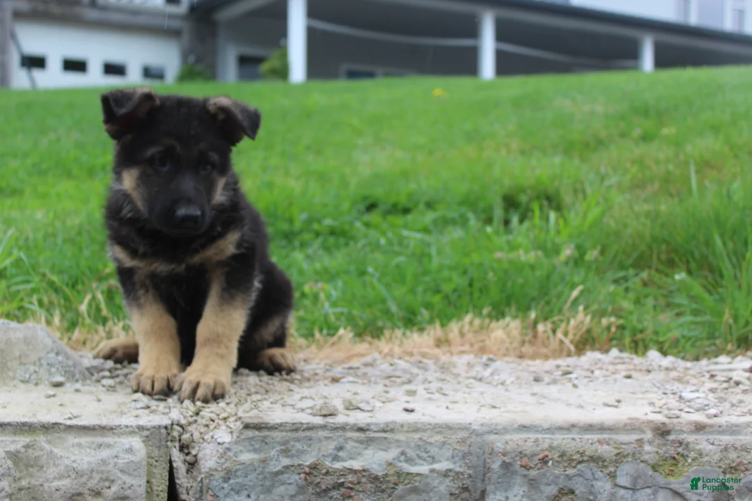 German Shepherd dogs for sale: Eddy  - Ad 2