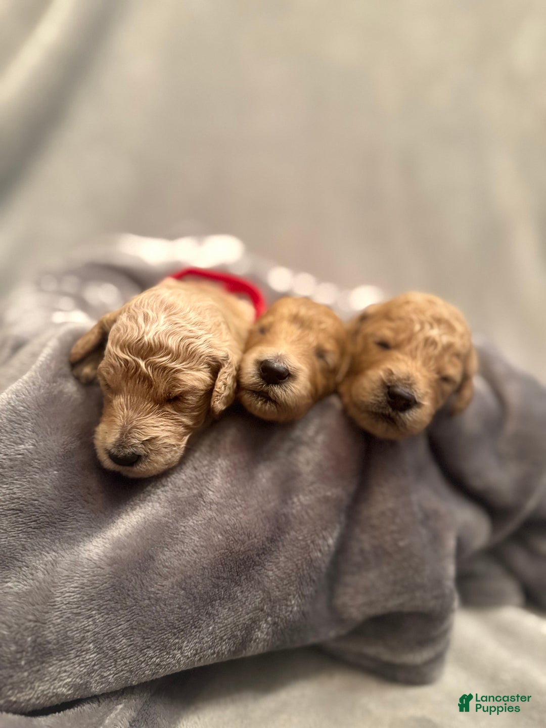 Goldendoodle dogs for sale: Goldendoodle Puppy 7 - Ad 5
