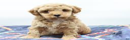 Toy Poodle dogs for sale: Apricot Boy - Ad 5