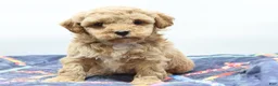Toy Poodle dogs for sale: Apricot Boy - Ad 5