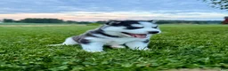 Siberian Husky dogs for sale: Billy - Ad 14