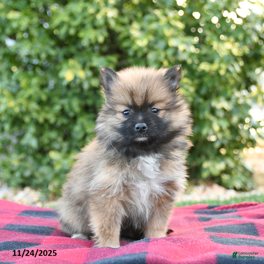 Pomeranian dogs for sale: Penelope - Ad 1