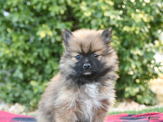 Pomeranian dogs Penelope - Ad 17