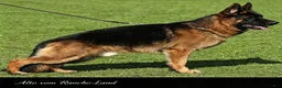 German Shepherd dogs for sale: pink - Ad 9