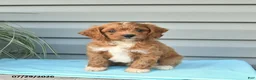Cavapoo dogs for sale: Archer  - Ad 3