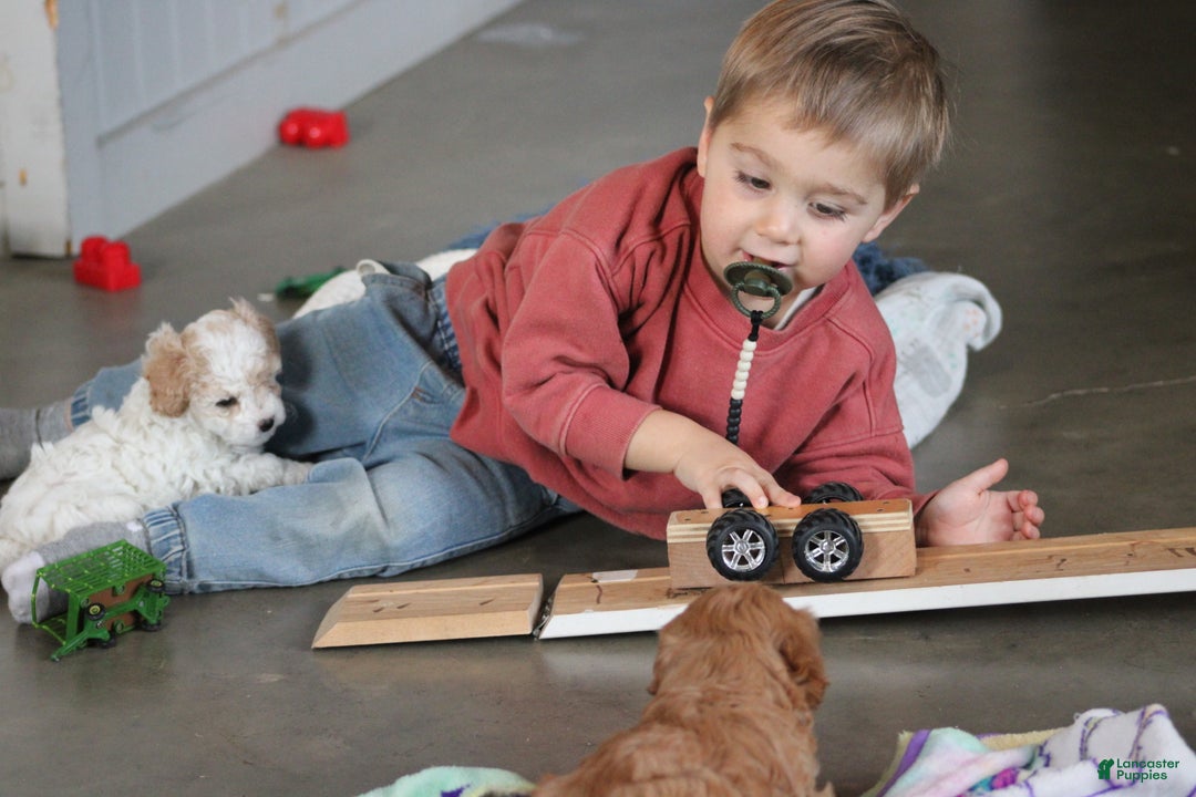 Cavapoo dogs for sale: Tonya - Ad 2