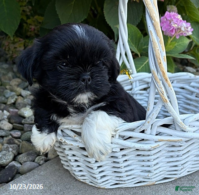 Shih Tzu dogs for sale: Kai - Ad 2