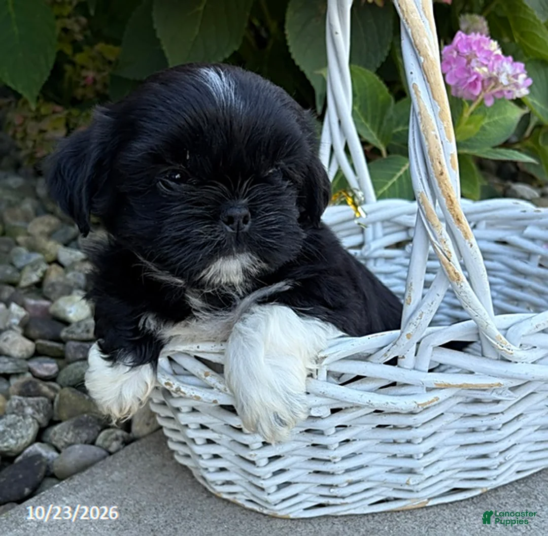 Shih Tzu dogs for sale: Kai - Ad 2
