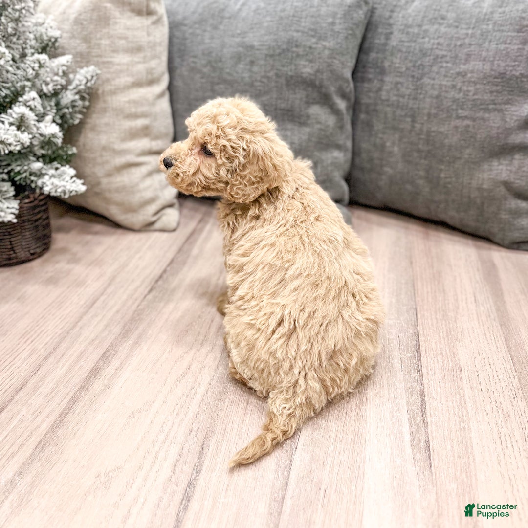 Goldendoodle dogs for sale: Benji - Ad 5
