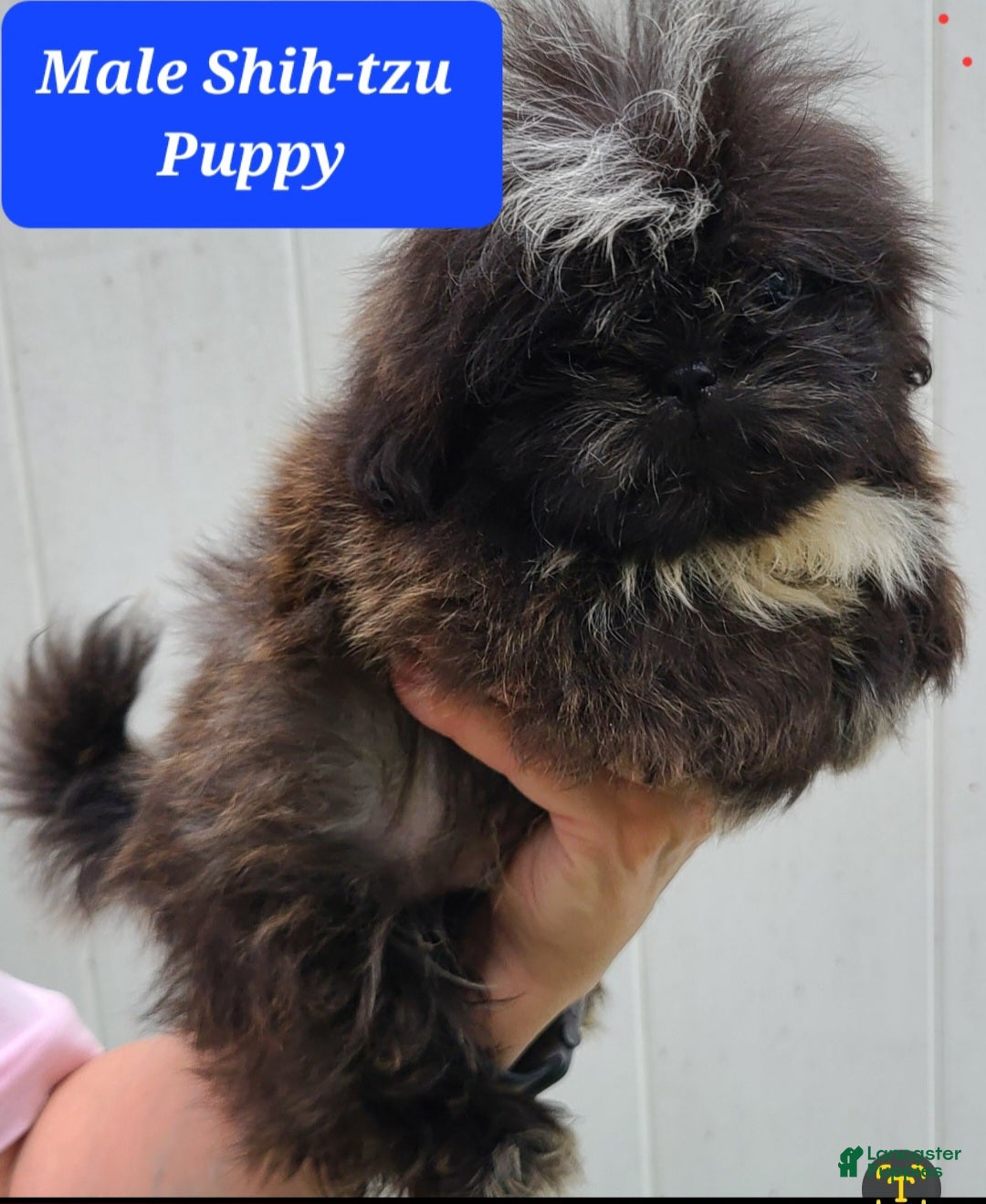 Shih Tzu dogs Tiny Black Brindle Male - Ad 29
