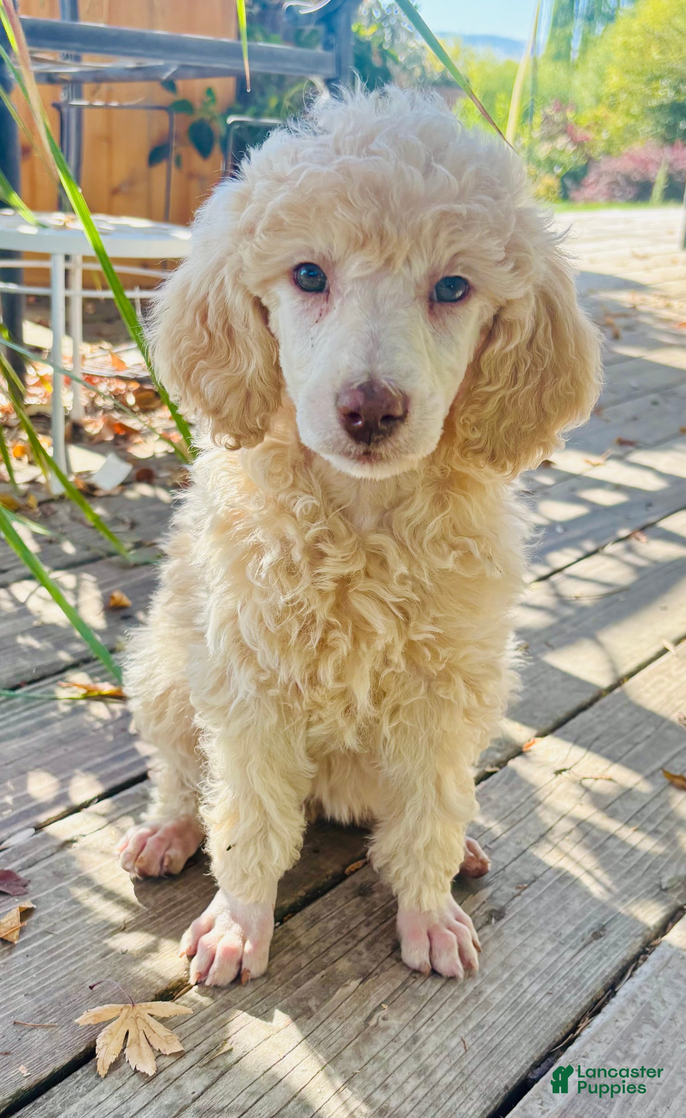 Standard Poodle dogs Standard Poodle 13 Cream - Ad 1