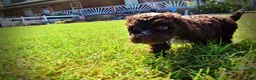Havapoo dogs for sale: Jasper-LABOR DAY SALE-TAKE $100 OFF!!! - Ad 9