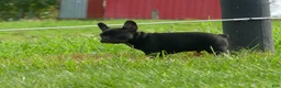 Frenchton dogs for sale: Seth - Ad 8
