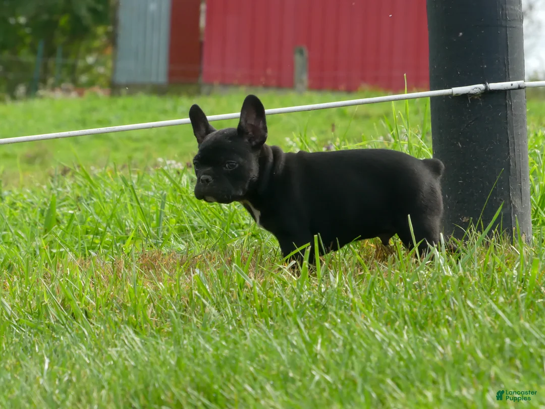 Frenchton dogs for sale: Seth - Ad 8