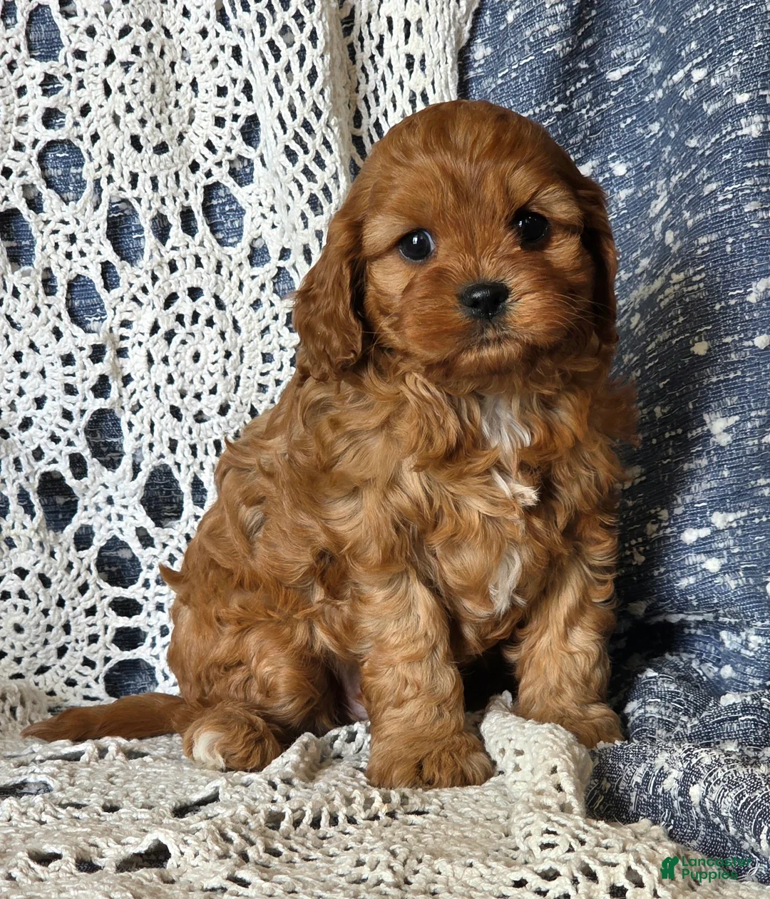Cavapoo dogs for sale: Julie - Ad 5