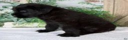 Giant Schnauzer dogs for sale: Kenny - Ad 4